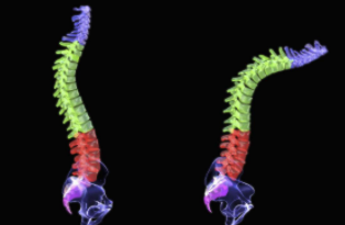 ǿֱԼףʹµǹؽڻ!